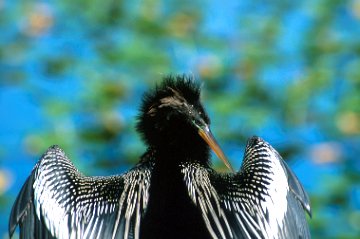 Anhinga