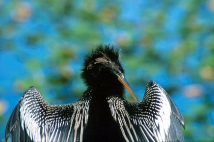 Anhinga, Loxahatchee NWR, Florida