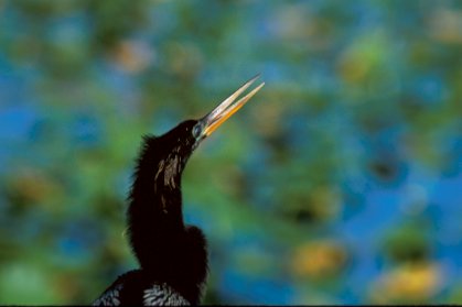 Anhinga, Loxahatchee NWR, Florida