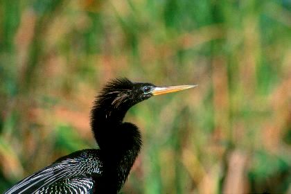 Anhinga, Loxahatchee NWR, Florida