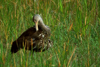 Preening Limpkin