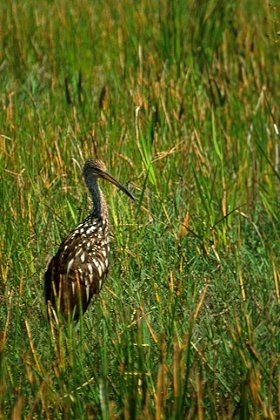 Limpkin at Loxahatchee NWR