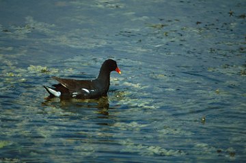 Common Moorhen