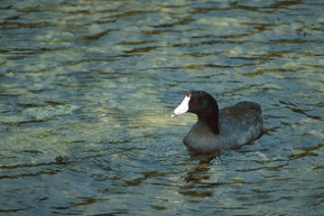 American Coot