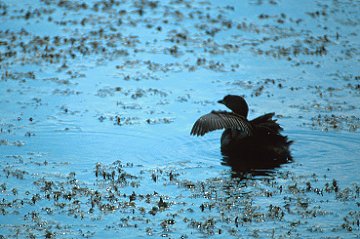 Pied-billed Grebe