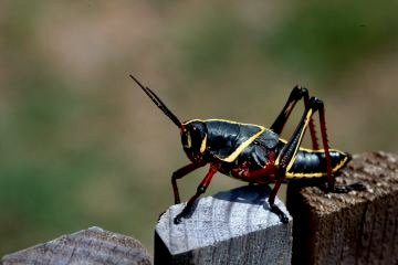 Lubber Grasshopper - Larval Stage