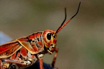 Lubber Grasshopper - Adult