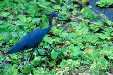 Little Blue Heron