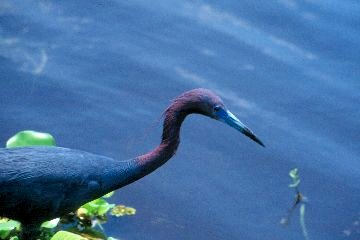 Little Blue Heron at Loxahatchee