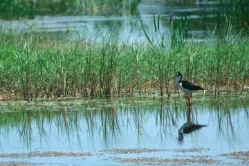 Black-necked Stilt - Gangly is good!