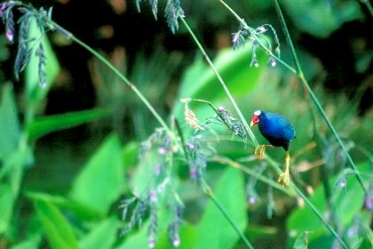 Purple Gallinule, Wakodahatchee Wetlands, Florida