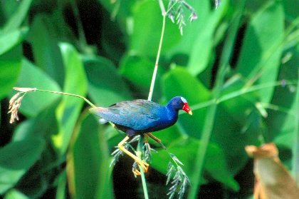 Purple Gallinule, Wakodahatchee Wetlands, Florida