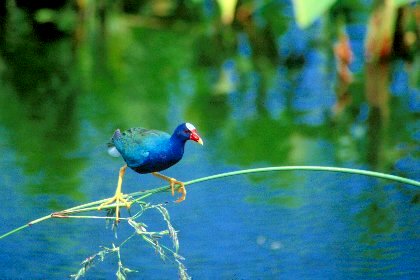 Purple Gallinule, Wakodahatchee Wetlands, Florida