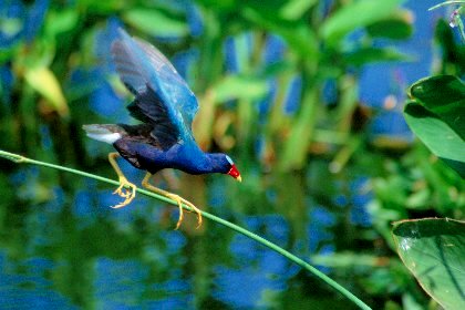 Purple Gallinule, Wakodahatchee Wetlands, Florida