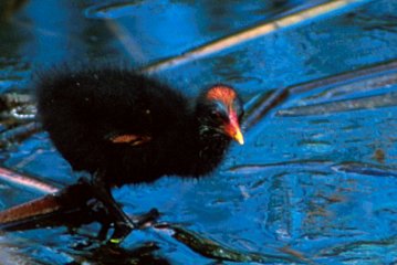 Detail of Common Moorhen photo