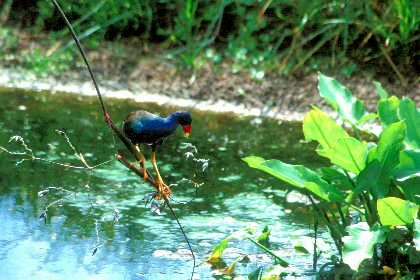 Purple Gallinule, Wakodahatchee Wetlands, Florida