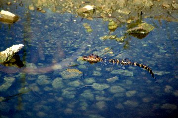 Baby alligator