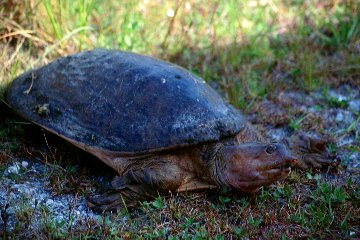 Soft-shelled Turtle