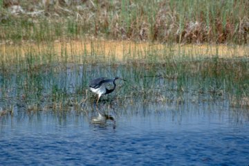 Tri-colored Heron