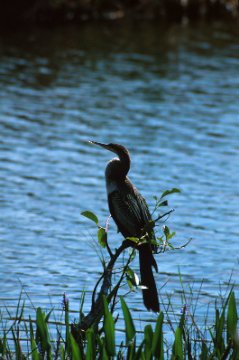 Anhinga