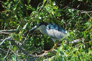 Black-crowned Night-Heron at the Shark Valley Roost