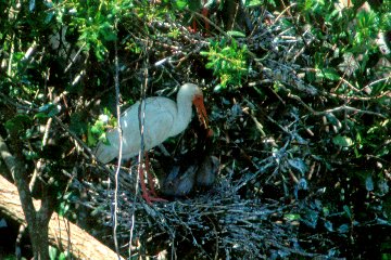 White Ibis with Chicks