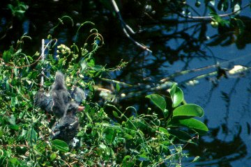 Green Heron Chicks