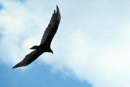 Turkey Vulture waiting for its next meal - me!