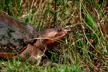 Soft Shell Turtle