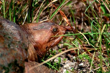 A closer look at the Soft Shell Turtle