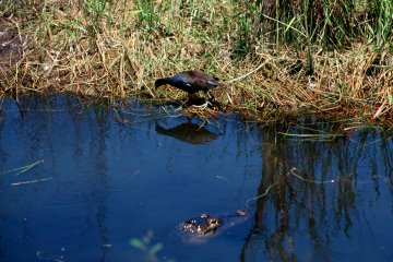 The gator actually got much closer than this