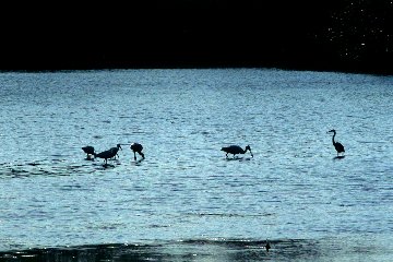 White Ibis and Roseate Spoonbill at J N Ding Darling NWR