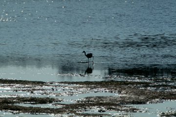 Reddish Egret