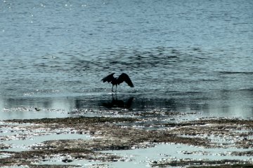 Hungting Reddish Egret