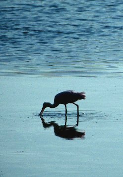 Roseate Spoonbill