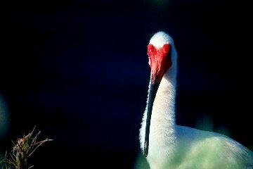 White Ibis