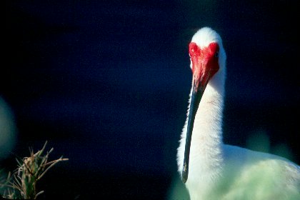 White Ibis, J N "Ding" Darling NWR, Florida