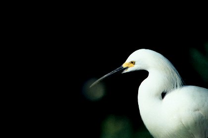 Snowy Egret, J N Ding Darling NWR, Florida