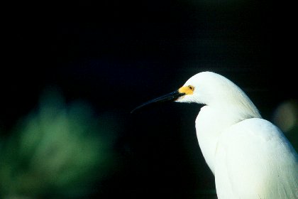 Snowy Egret, J N Ding Darling NWR, Florida