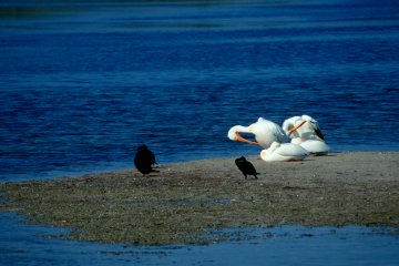 American White Pelican