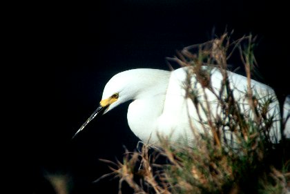 Snowy Egret, J N Ding Darling NWR, Florida