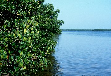 Red Mangroves