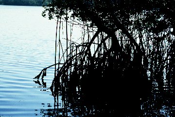 Red Mangroves