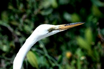 Great Egret