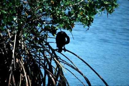 Double-crested Cormorant, J N Ding Darling NWR, Florida