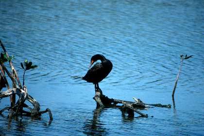 Double-crested Cormorant, J N Ding Darling NWR, Florida