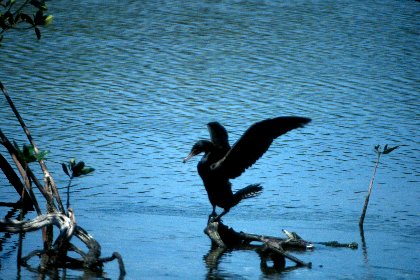 Double-crested Cormorant, J N Ding Darling NWR, Florida