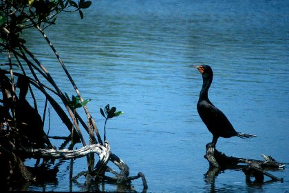 Double-crested Cormorant, J N Ding Darling NWR, Florida