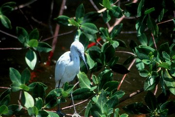 Immature Little Blue Heron