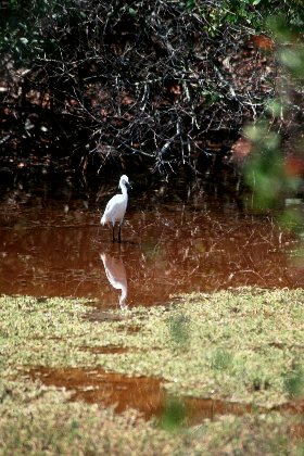 Snowy Egret, J N Ding Darling NWR, Florida